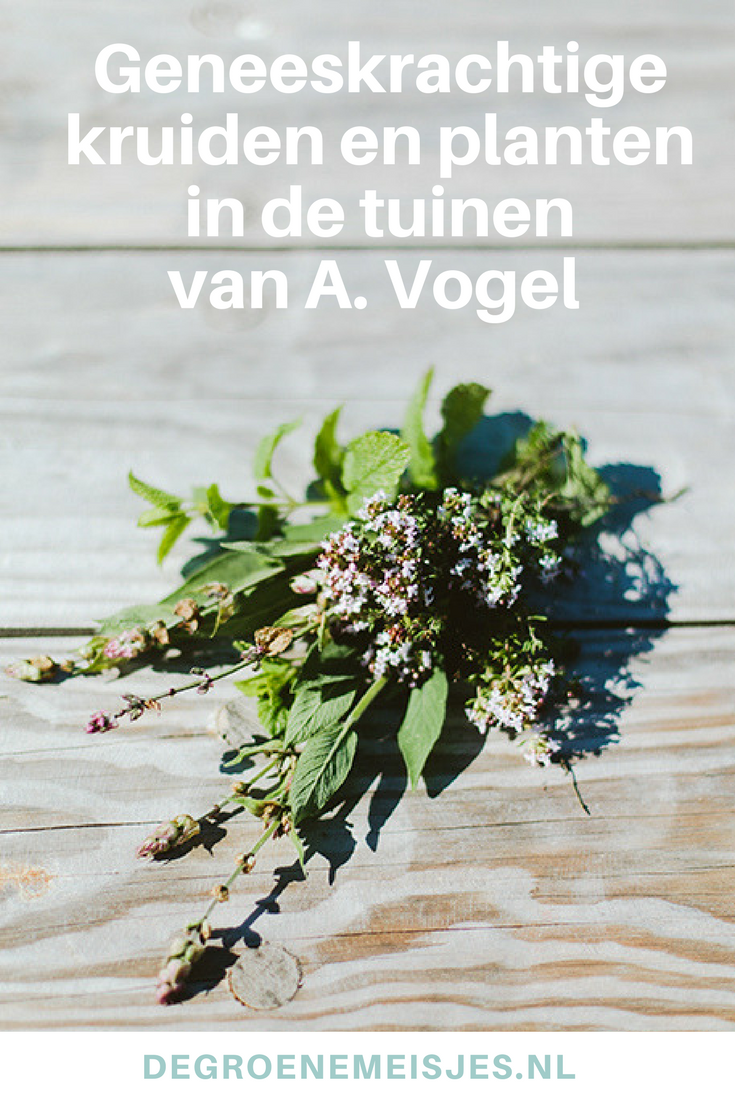 In de Veluwse bossen van Landgoed Zwaluwenburg liggen de A.Vogel tuinen met talloze geneeskrachtige kruiden en planten. Het is dé plek voor een gezellig en gezond dagje uit midden in de natuur.