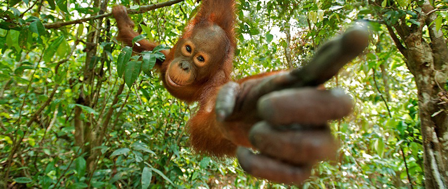 Orangutan-pointing-at-palm-oil-free