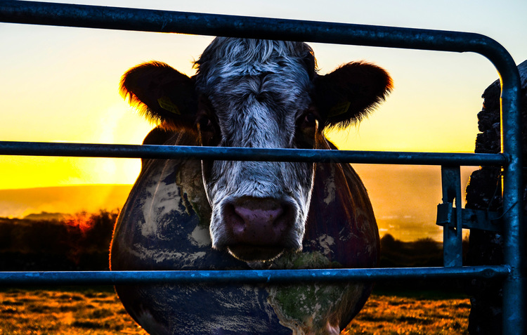 cowspiracy_cow