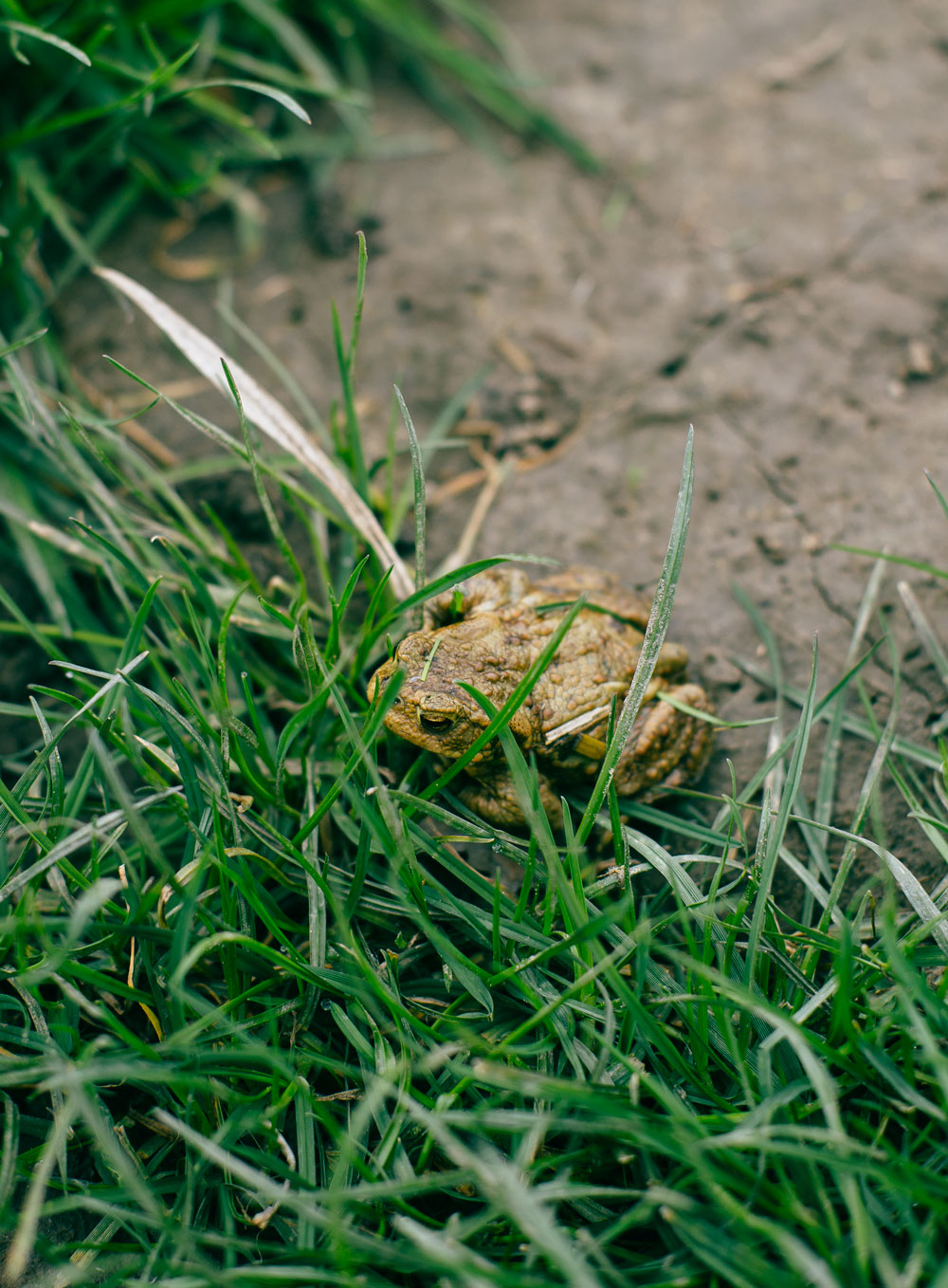 natuurhuisje15