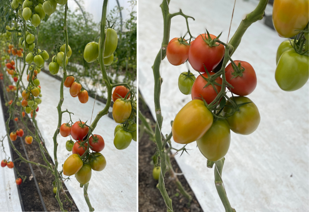 tomaten recepten